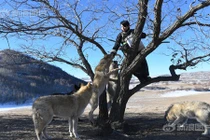 Gái trẻ mê nuôi hàng chục con sói, cho ăn bằng mồm