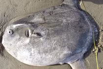 Khám phá "sốc" cá mặt trời loại siêu hiếm mới xuất hiện 