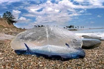 Cận cảnh sinh vật lạ trong suốt như thủy tinh