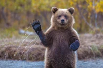 Những khoảnh khắc cực độc đáo về thế giới động vật