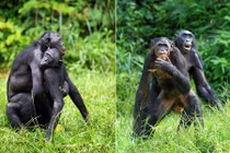“Đỏ mặt” cảnh vợ chồng vượn Bonobo “mây mưa” công khai 