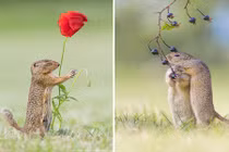 Cận cảnh cuộc sống đầy ắp niềm vui của loài sóc đất