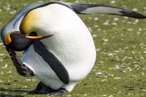 Mê mệt cảnh chim cánh cụt hoàng đế gãi đầu cực yêu