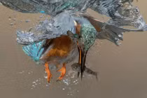 Khoảnh khắc bói cá săn mồi dưới nước đẹp độc lạ 