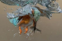 Khoảnh khắc bói cá săn mồi dưới nước đẹp độc lạ 