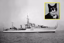 Ly kỳ chuyện chú mèo cực may, sống qua tất cả vụ đắm tàu