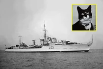 Ly kỳ chuyện chú mèo cực may, sống qua tất cả vụ đắm tàu