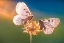 Thế giới thiên nhiên đẹp tuyệt mỹ qua chùm ảnh cận cảnh