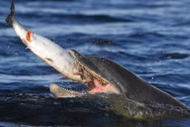 Bộ mặt đáng sợ của những con cá heo khi giết chóc