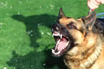 Chuyên gia lý giải chuyện chó cắn chủ be bét máu ở Hà Nội 