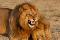 Sảng khoái nhìn ngắm động vật cười tươi hết cỡ