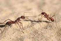 Những khám phá bất ngờ về loài kiến gây sốc nhất (1)
