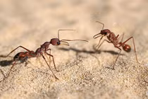 Những khám phá bất ngờ về loài kiến gây sốc nhất (1)
