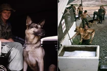 Ảnh hiếm về chó nghiệp vụ Mỹ thời chiến tranh Việt Nam