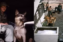 Ảnh hiếm về chó nghiệp vụ Mỹ thời chiến tranh Việt Nam