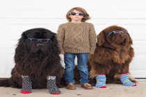 Cuộc sống hạnh phúc bên chủ của hai chú chó khổng lồ 