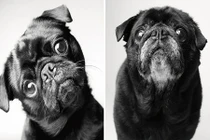 Ảnh động vật ấn tượng: Tuổi thanh xuân của động vật