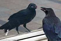 Con quạ kỳ lạ mê mẩn dáng vẻ chính mình trong gương