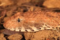 Phát hiện loài rắn tử thần độc top 10 thế giới 