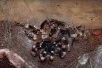 Kinh hoàng cảnh tượng nhện Tarantula lột xác 
