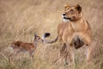 Những tình bạn khác loài kỳ lạ nhất thế giới động vật