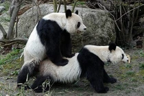 Ngượng chín mặt xem gấu trúc “mây mưa” ngay trong vườn thú