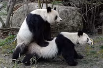 Ngượng chín mặt xem gấu trúc “mây mưa” ngay trong vườn thú