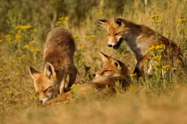 Ghen tị cuộc sống yên bình của loài cáo đỏ 