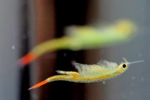 "Sốc" phát hiện tôm tiên nữ, 'phiêu' dật như thần tiên