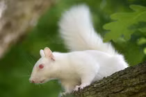 Kinh ngạc sóc bạch tạng cực hiếm xuất hiện