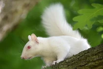 Kinh ngạc sóc bạch tạng cực hiếm xuất hiện