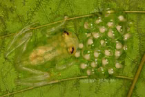 Vẻ đẹp tuyệt mỹ của những loài động vật trong suốt