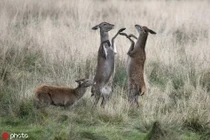 Cực hiếm cảnh nai cái đánh nhau sứt đầu mẻ trán "giành trai" đẹp 