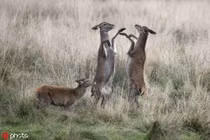 Cực hiếm cảnh nai cái đánh nhau sứt đầu mẻ trán "giành trai" đẹp 