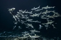  Lạnh gáy trước hình ảnh cá mập đi săn theo bầy 