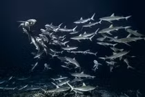  Lạnh gáy trước hình ảnh cá mập đi săn theo bầy 