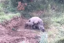 Rơi nước mắt cảnh tê giác con khóc rống bên xác mẹ