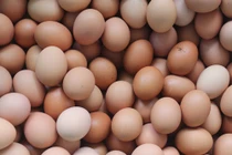 Chủ hàng gây choáng khi cho đổi phân chó lấy trứng gà