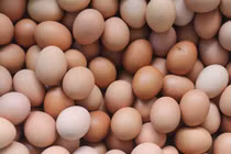 Chủ hàng gây choáng khi cho đổi phân chó lấy trứng gà