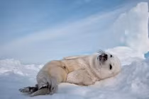 Chết mê xem hải cẩu con nháy mắt với nhiếp ảnh gia