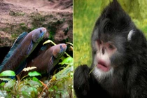 Phát hiện cá đi bộ, khỉ hắt hơi, ếch sừng ở Himalaya