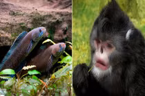 Phát hiện cá đi bộ, khỉ hắt hơi, ếch sừng ở Himalaya