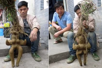 Tận mục cây hà thủ ô hình người đẹp hoàn hảo