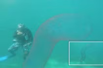 Cận cảnh “quái vật ngoài hành tinh” dài 20m dưới biển sâu