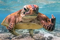 Khi động vật “nổi đóa” vì bị “xâm phạm quyền riêng tư“