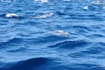 Kỳ thú hiện tượng cá heo tăng động “chạy tán loạn“