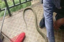 Rắn mò vào phòng nam sinh và cái kết tranh cãi nảy lửa