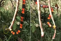 Choáng váng hỗn chiến rắn san hô, rắn chuột và ong vò vẽ 