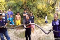 Đang trò chuyện, người phụ nữ hãi hùng nhìn "quái vật" thành tinh...