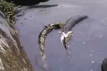 Nghe tiếng động lạ khi câu cá, người đàn ông bủn rủn, ném vội cần câu...